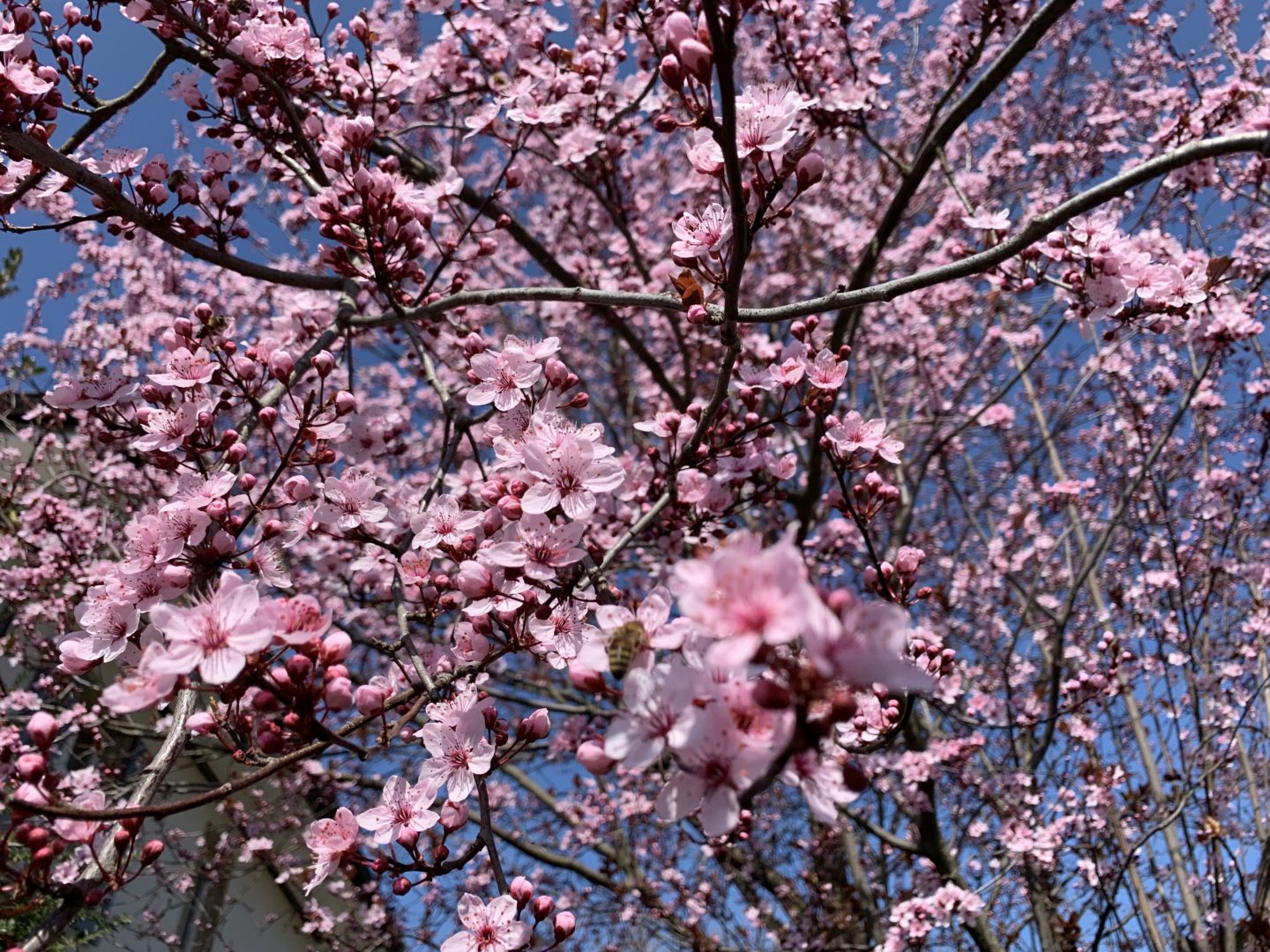 Oberthurgauer Wetter