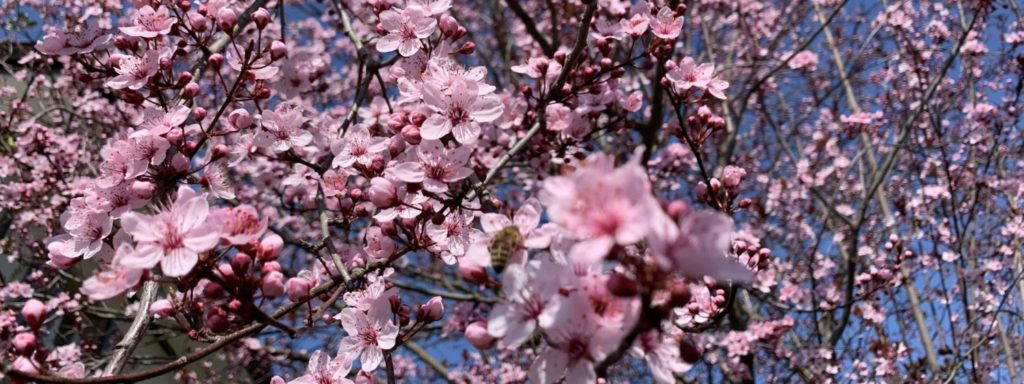 Oberthurgauer Wetter