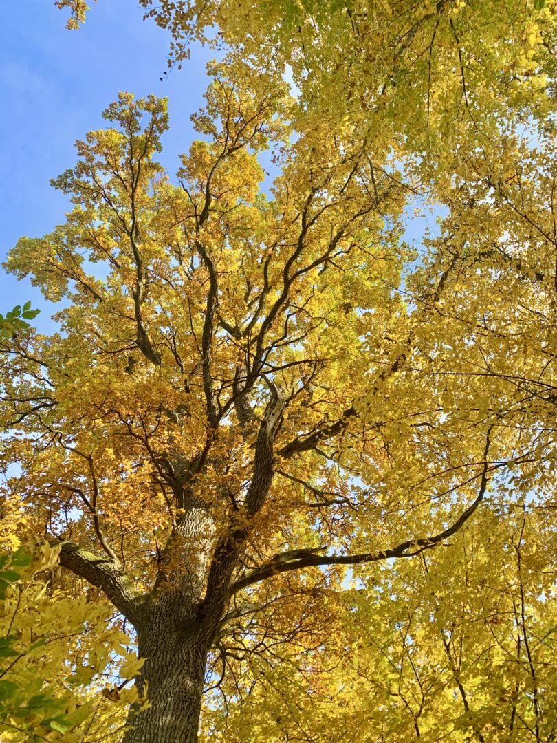 Oberthurgauer Wetter