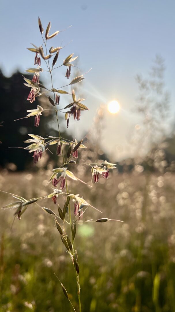 Oberthurgauer Wetter